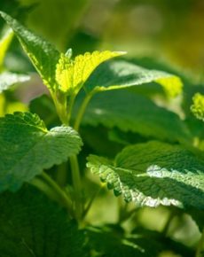 Menta