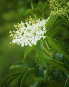 Menta