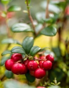 Menta