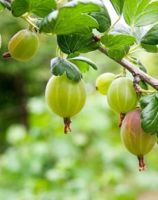 Menta