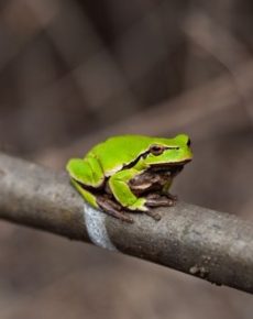 Menta